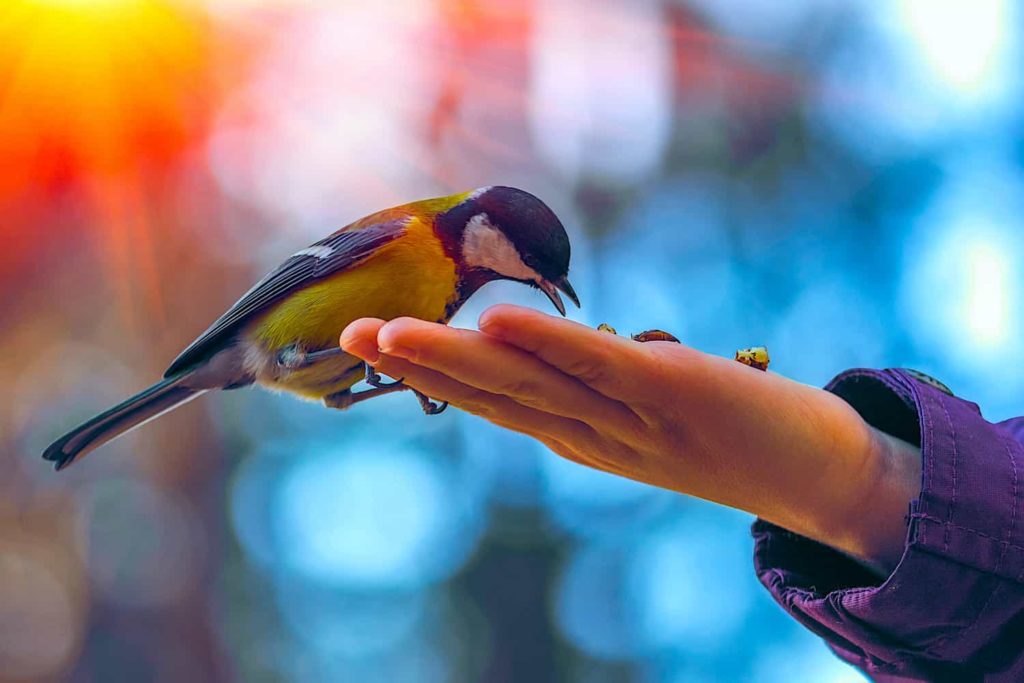 A bird eating out of a person’s hand against a background of colorful light.