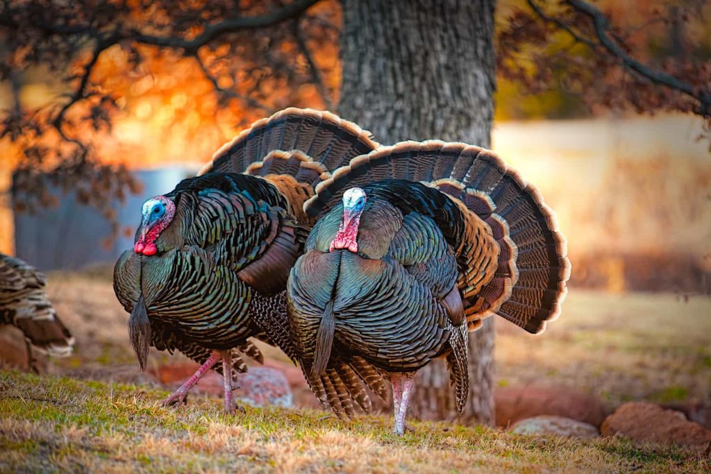 A picture of two wild turkeys in an autumn landscape.