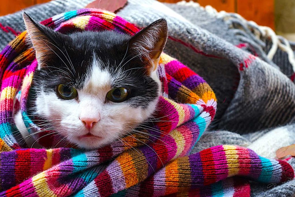 A homey picture of a kitten wrapped in a colorful scarf.
