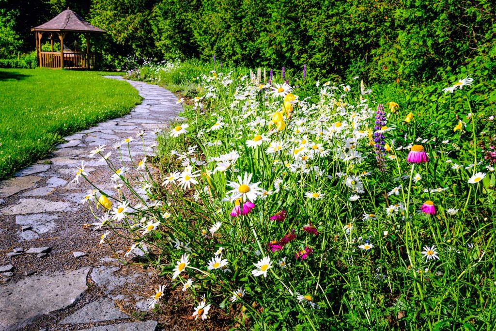A photographic of a garden path with wildflowers growing at one side.