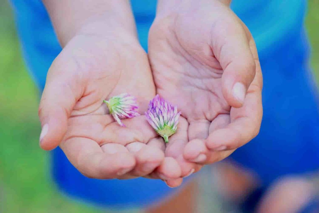 A picture of a child’s hands holding a clover blossom.